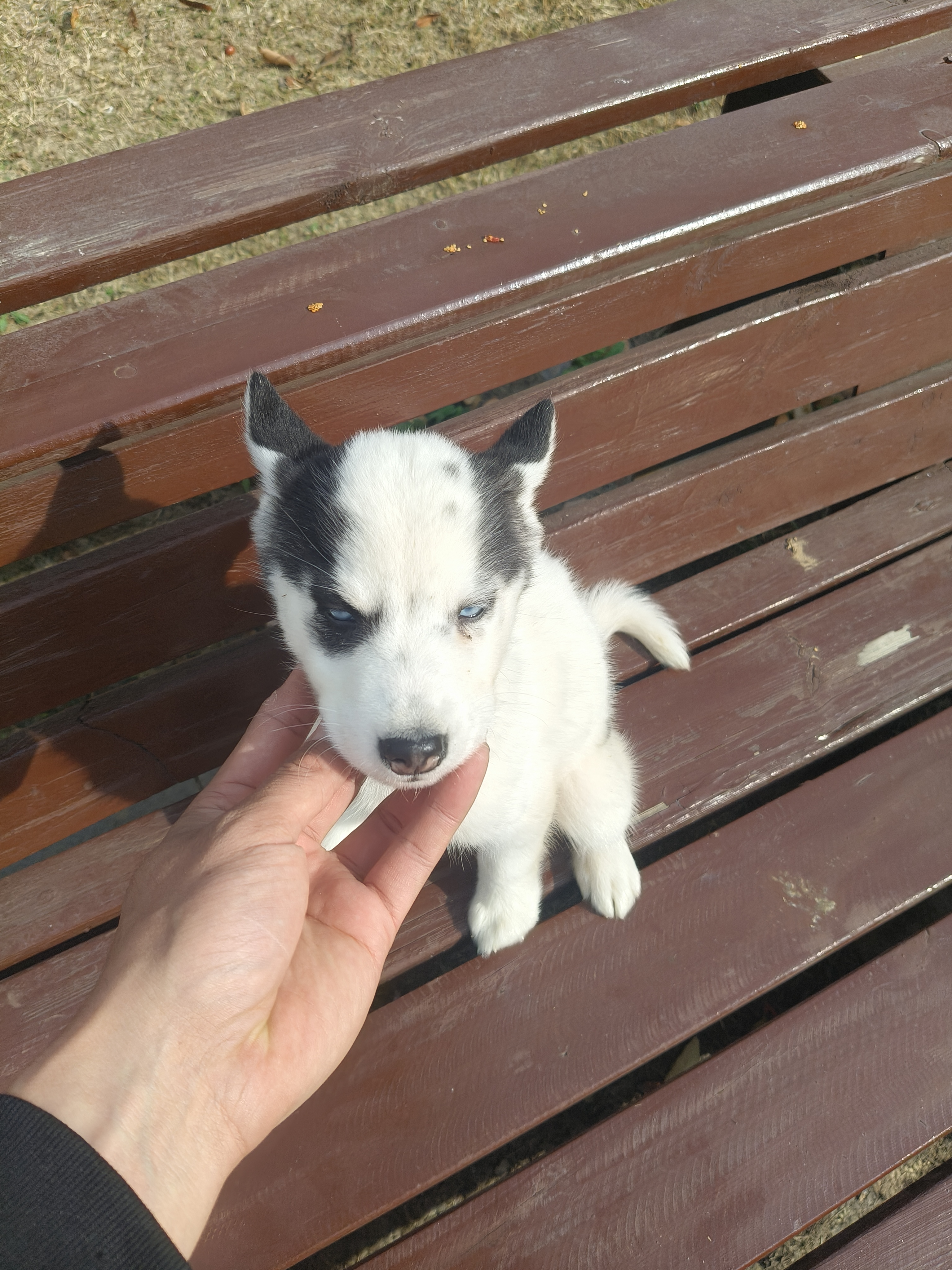 地中海🐄哈士奇